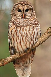13380_hopi_bagoly