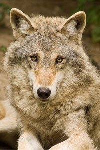 13381_hopi_farkas