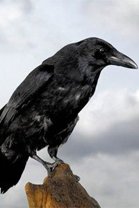 13384_hopi_hollo