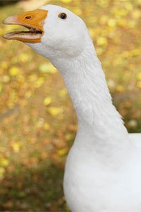 13387_hopi_lud