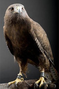 13389_hopi_solyom